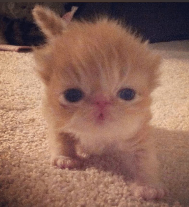 evil val ^₀̴̶̷ ̫ ₀̴̶̷^ tweet media