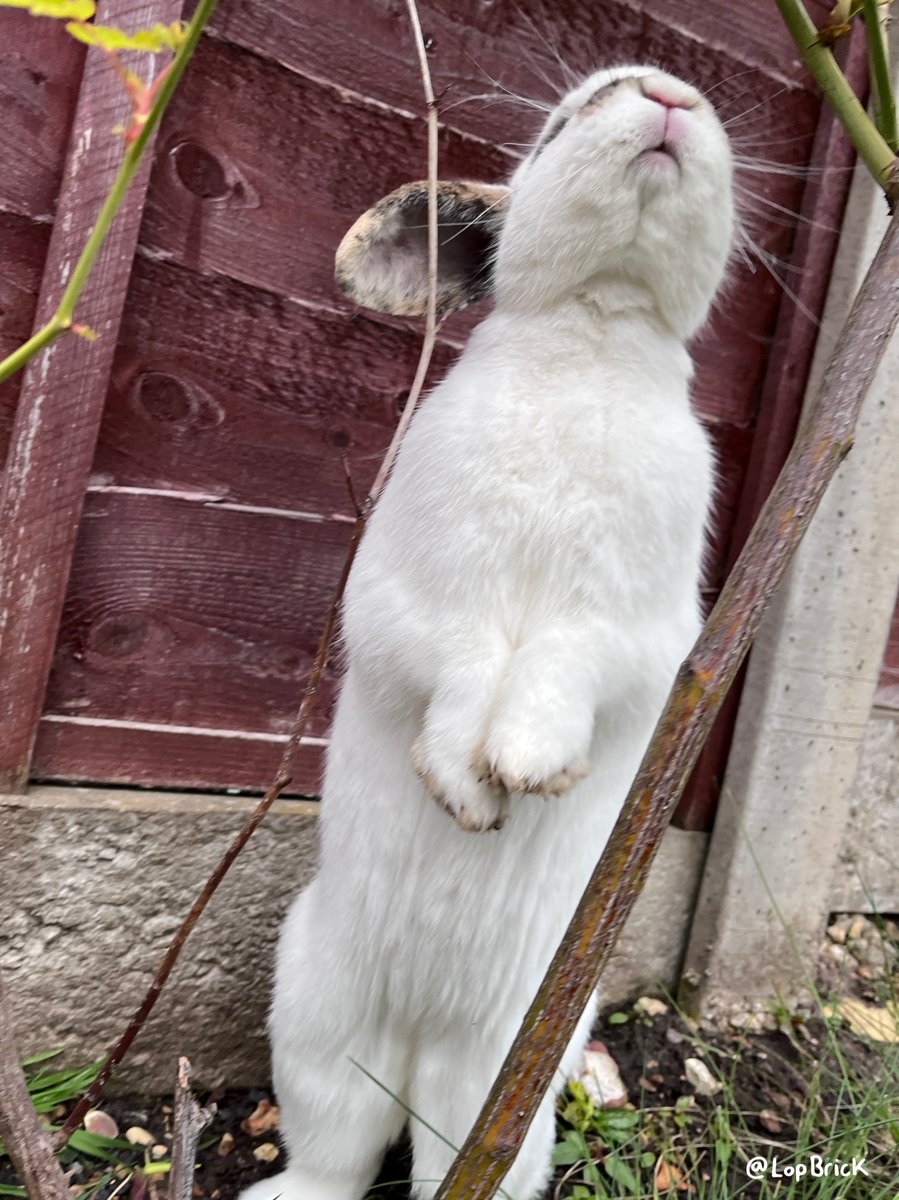lopbrick's tweet photo. Because the best snacks are just out of reach (apparently!) 🐇🧱 #cuteanimals #pets #rabbits https://t.co/C9JsdcdLgj