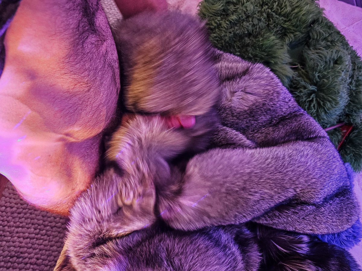 FurFetFun - Naughty Side tweet media