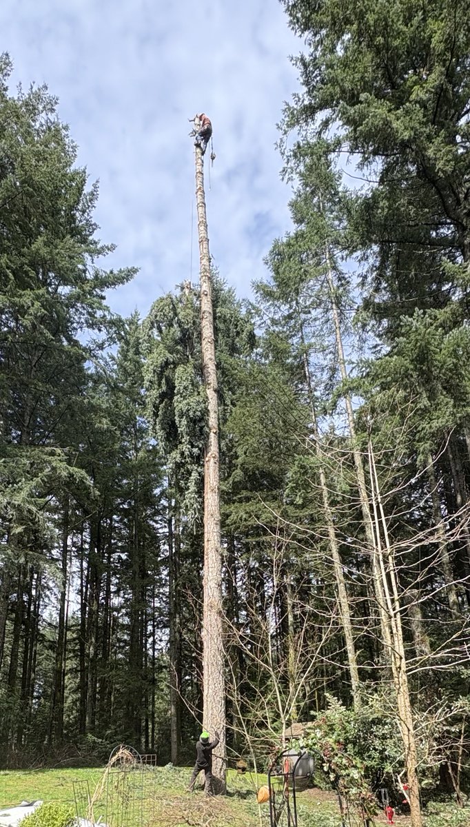 チンチラ tweet media