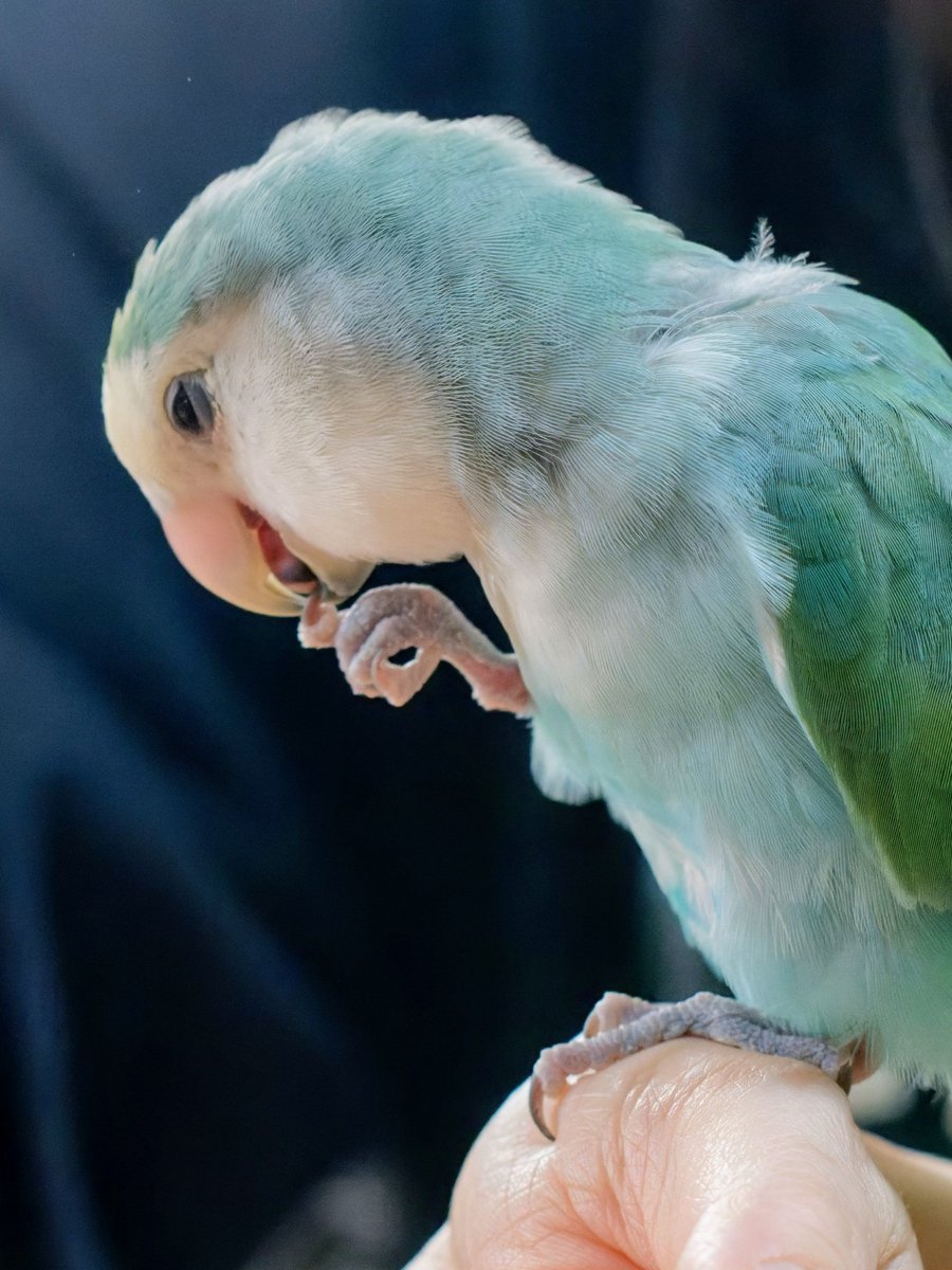 くっくっくっ
悪い事をたくらんでまちよ