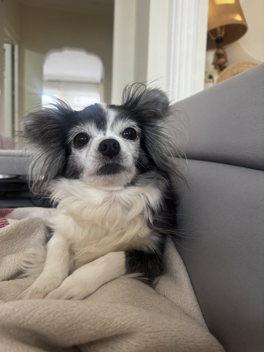 animallover tweet media