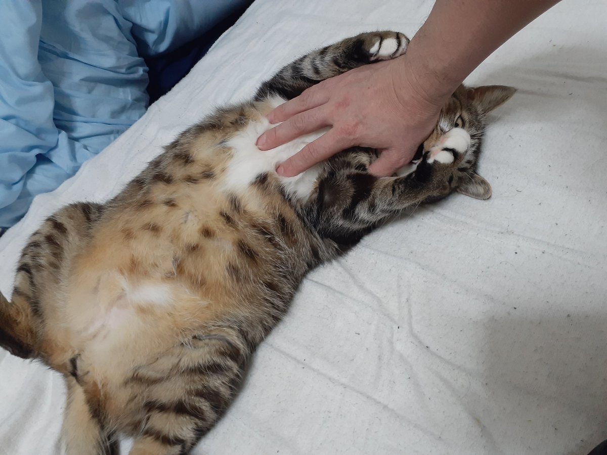 おぴ💪🐈歌う筋肉 tweet media