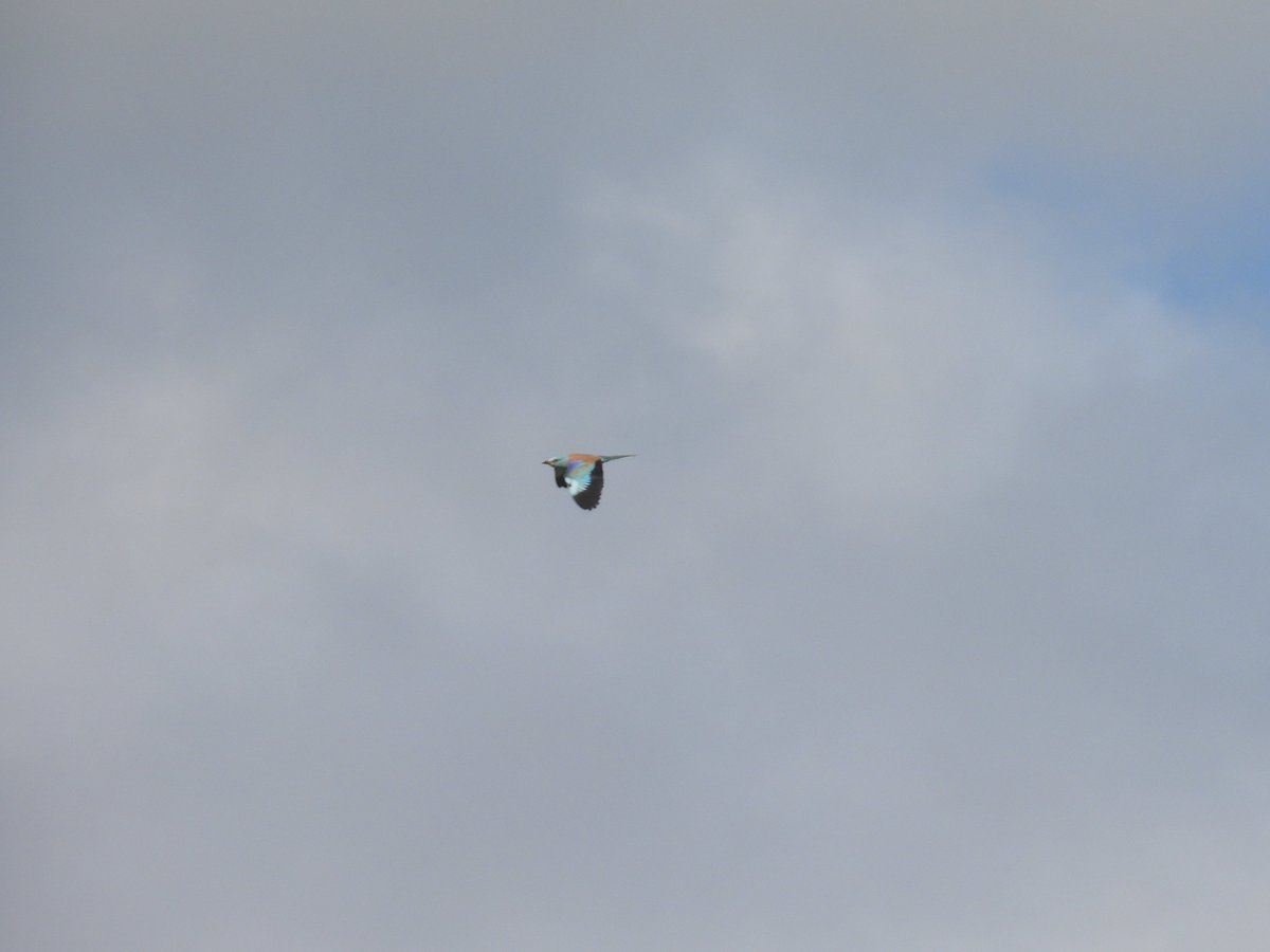 Hull17Matt's tweet photo. Just got back from Cyprus. Witnessed bird migration like I have never seen before w/ 36 lifers, 127 species and birds dropping out the sky wherever we went, incl a many herons, wheatears, flycatchers and a Roller that came in/off the sea!
#WildlifeTravelling #Cyprus #CyprusBirds https://t.co/znc0VoSfIB