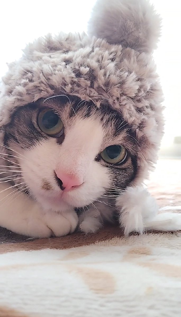 白ご飯をパクっとのりたま😎🫰✨ tweet media