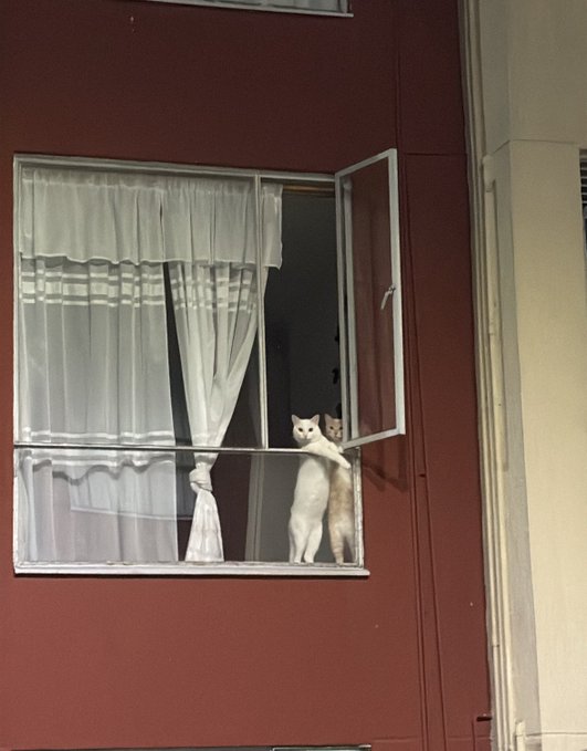 The Best tweet media