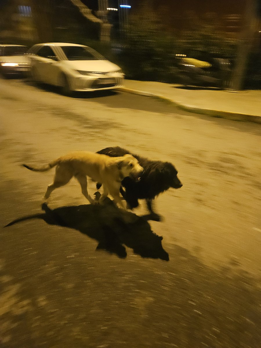 Yasemin, Uysal & Gülizar tweet media