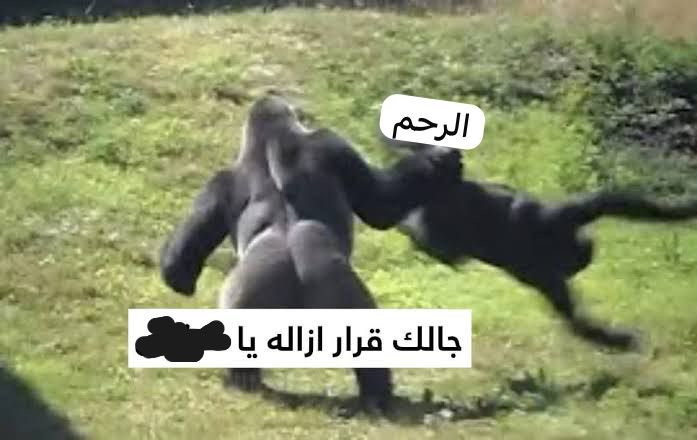مروان بيحب كيليان tweet media