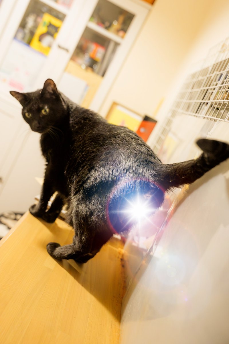 NoRi/ImpCats@GVB tweet media