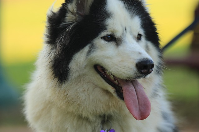 Pedro Cherian tweet media