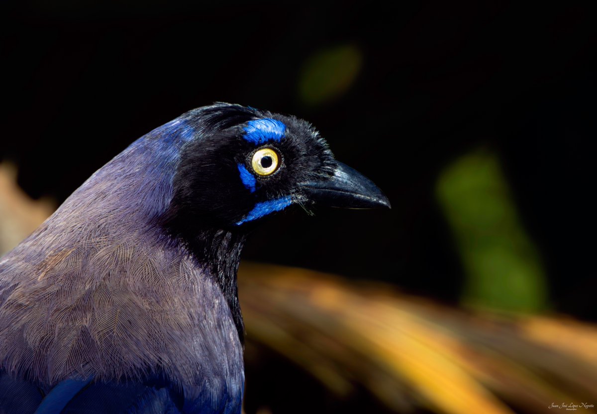 Juan Jose Lopez Negrette tweet media