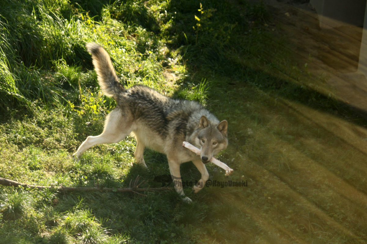オオカミが逆毛を立てて体をふくらませるのは興奮のサインで、この様子自体は複数頭に同時に給餌がある場などでも観察されます
とくにオスは尾の付け根までの毛が逆立つので全身がまんまるに見えます
これに怒声や牙の剥き出しなどの要素が追加されると、強い示威や威嚇を示すようです #行動メモ
