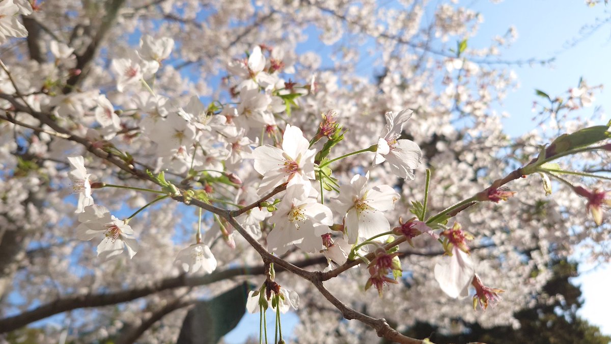 なべりんぐ tweet media