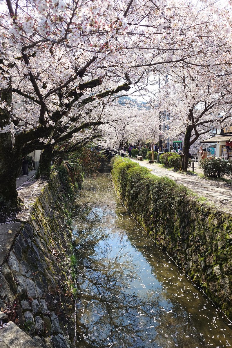 ニョロニョロ🌱☘️🍀 tweet media