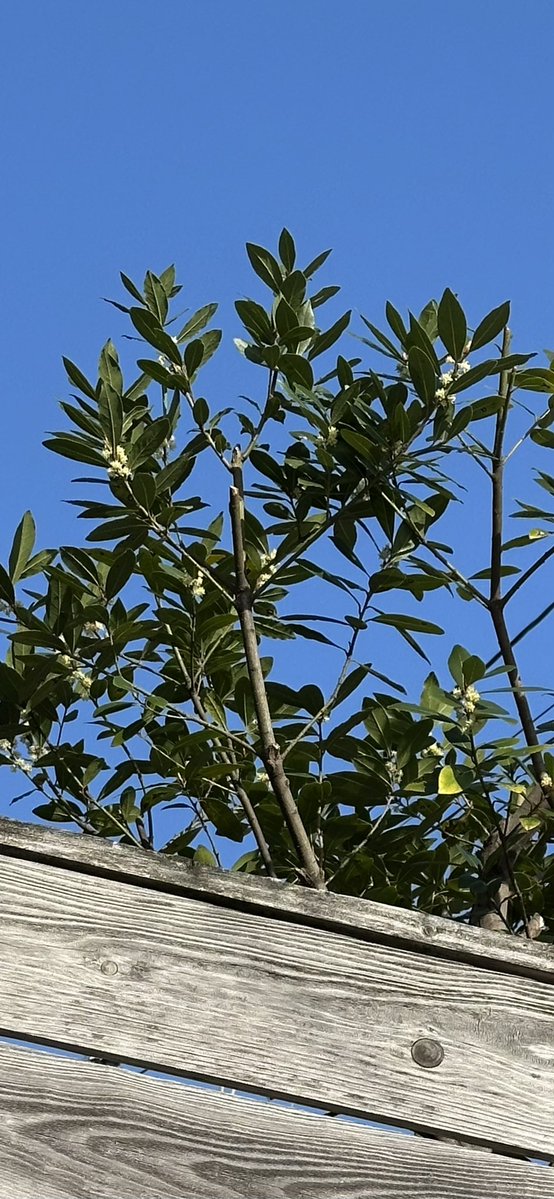 きんぎょ tweet media