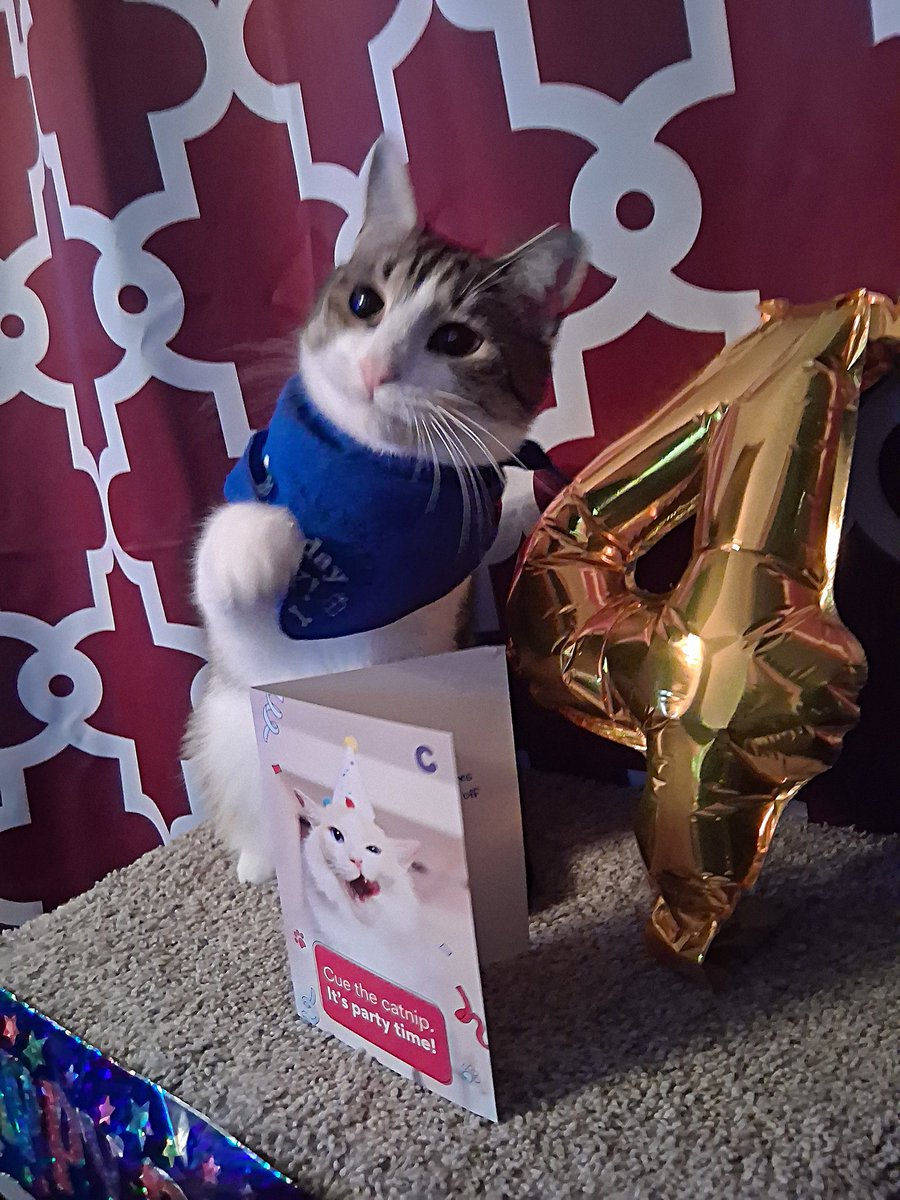 CornishRexMom's tweet photo. @Chewy Thank you for making Hawkeye's 4th birthday extra special. He said the card was especially delicious. We appreciate all you do for our fur kids. #happytabbycat #chewy #happybirthdaycat #hawkeyethefurryavenger https://t.co/ThJ5vAmxXa
