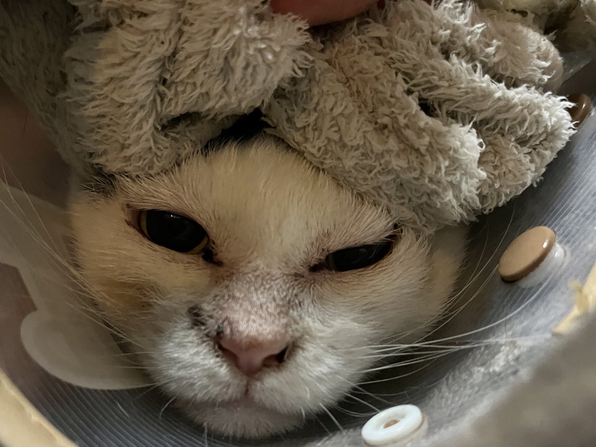 なかのひと的な2 tweet media