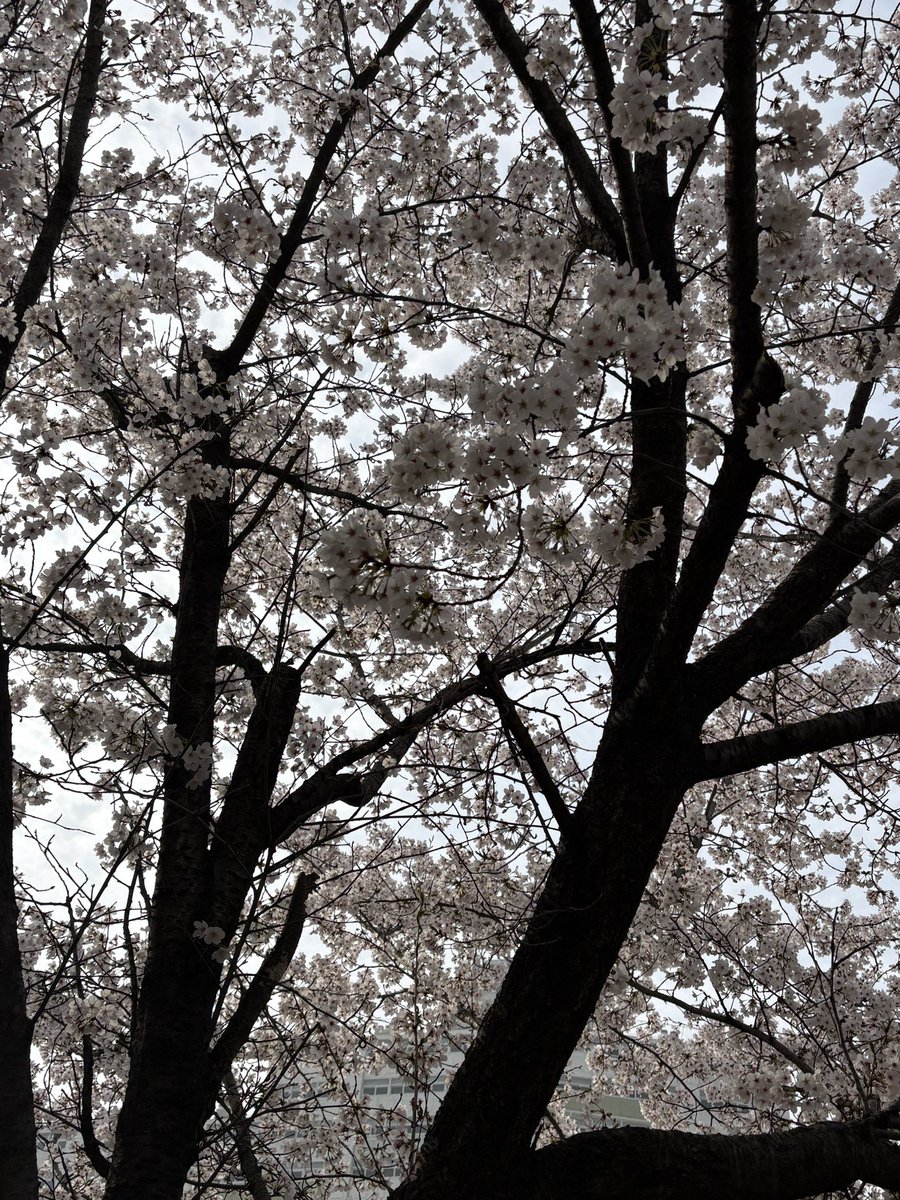 𝐶ℎ𝑙𝑜𝑒 tweet media