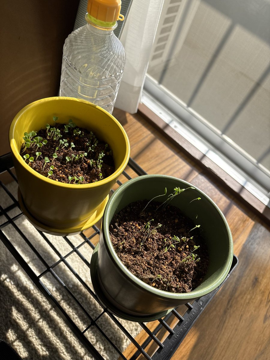 杉山大悟｜ダンススポーツ選手・講師 tweet media