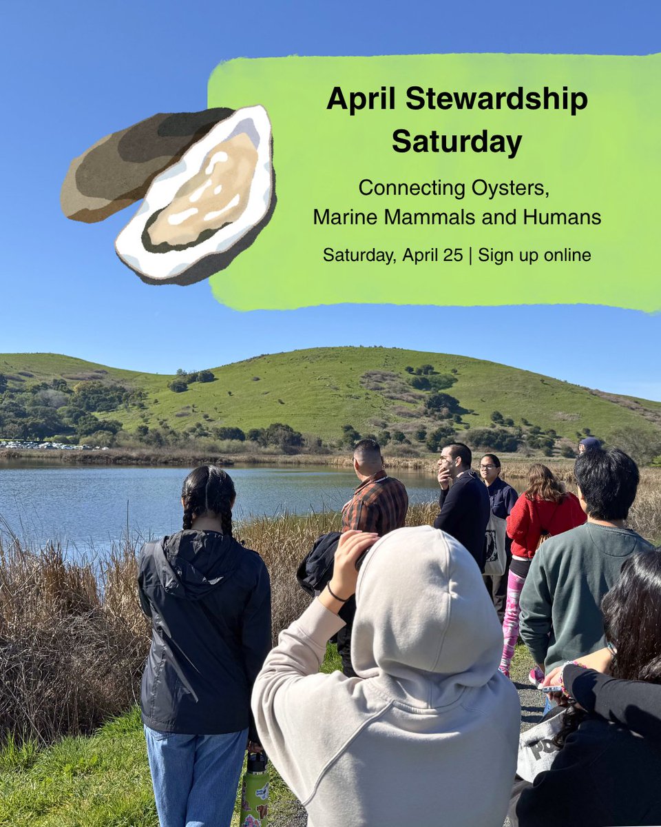 TMMC's tweet image. 📣 #BayArea #HighSchool #students! Sign up for our #free Stewardship Saturday event: bit.ly/4bG9SsC

Join us + @makamham &amp;amp; @hogislandoyster as we explore oysters 🦪 &amp;amp; their connections to humans &amp;amp; marine mammals.

📅 April 25
⌚ 10:15am-2pm
📍 Hayward Regional Shoreline