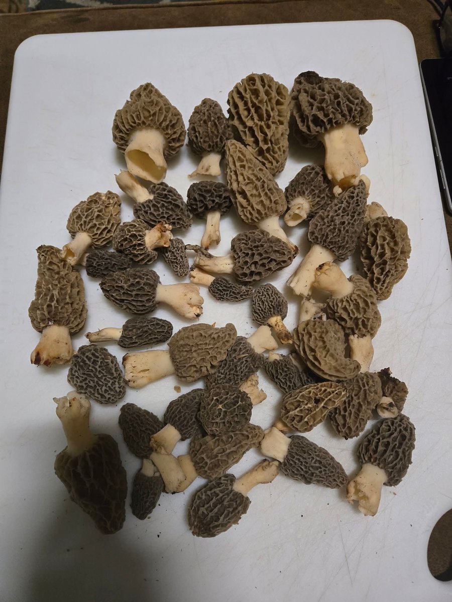 Johnny Cadillac tweet media