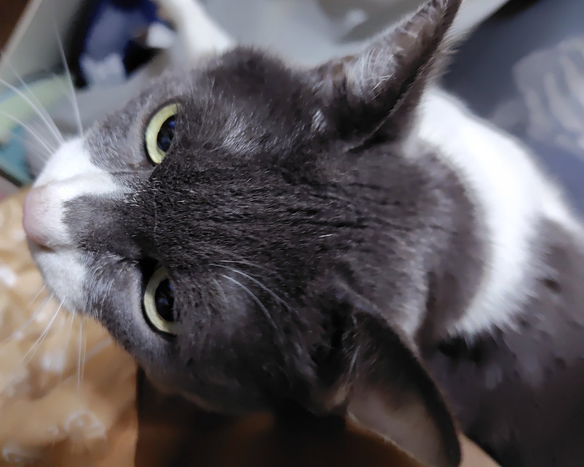 くうちゃん(📻️くうニャンニャン) tweet media