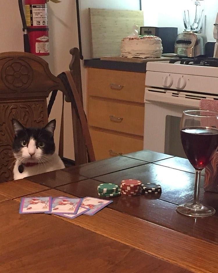 Punch Cat tweet media