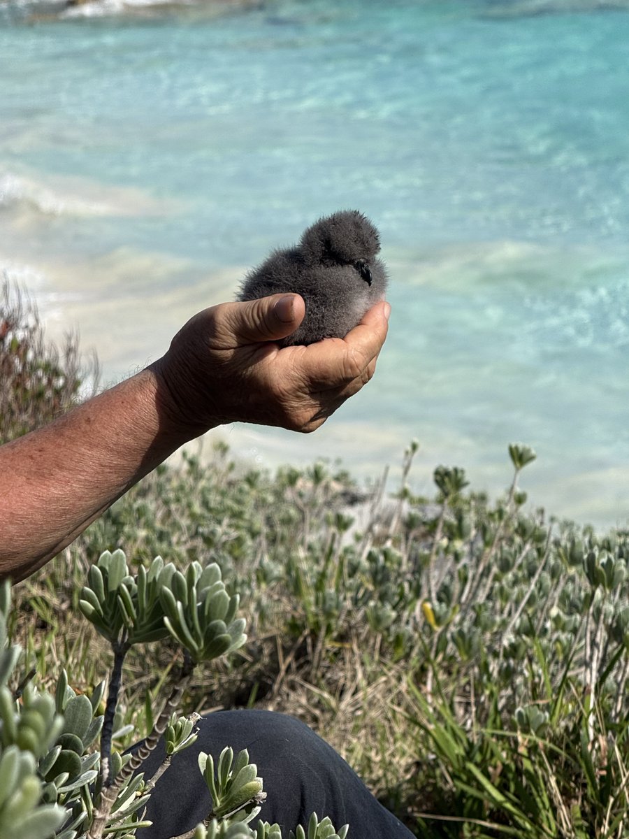The Atlantic Conservation Partnership (ACP) tweet media