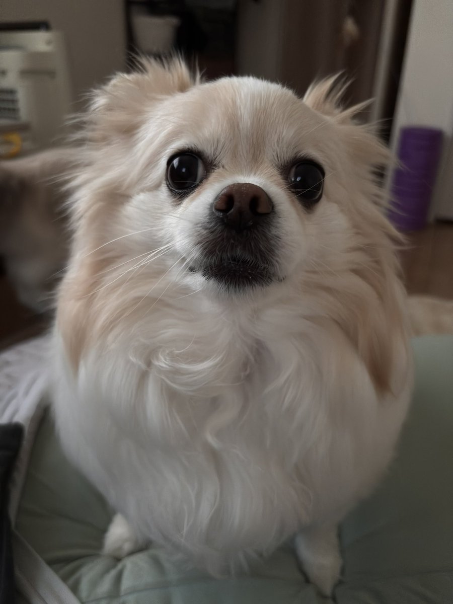 こはく🐣乃蒼(のあ)くん🍚ラヴィお兄ちゃん💖 tweet media