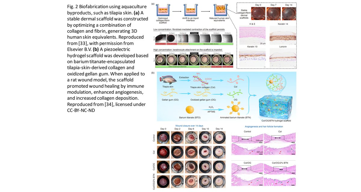 Bio-Design and Manufacturing tweet media