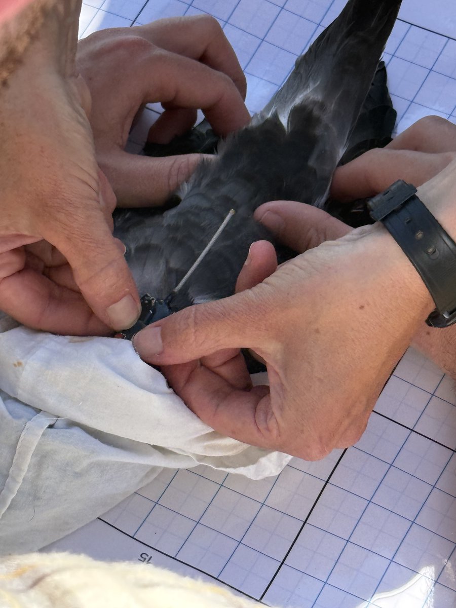 The Atlantic Conservation Partnership (ACP) tweet media