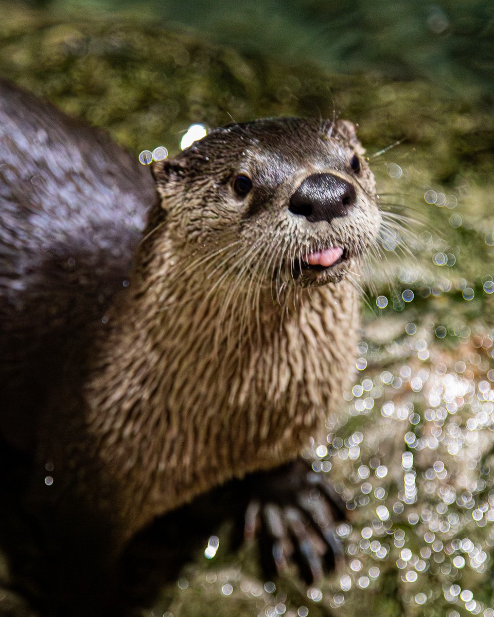 The Toronto Zoo tweet media