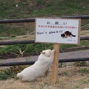 コテツ@東京軽貨物 tweet media