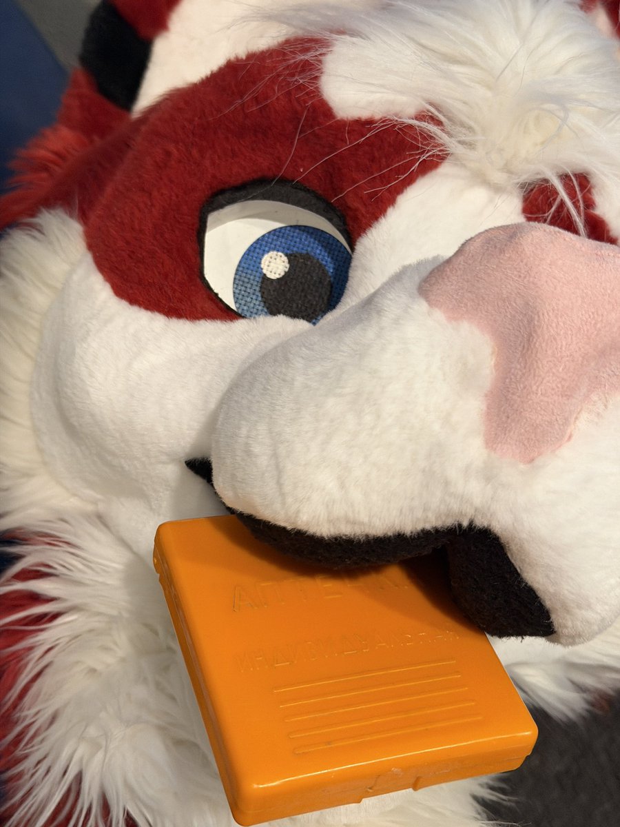 Dog in Peru ⛰️ tweet media