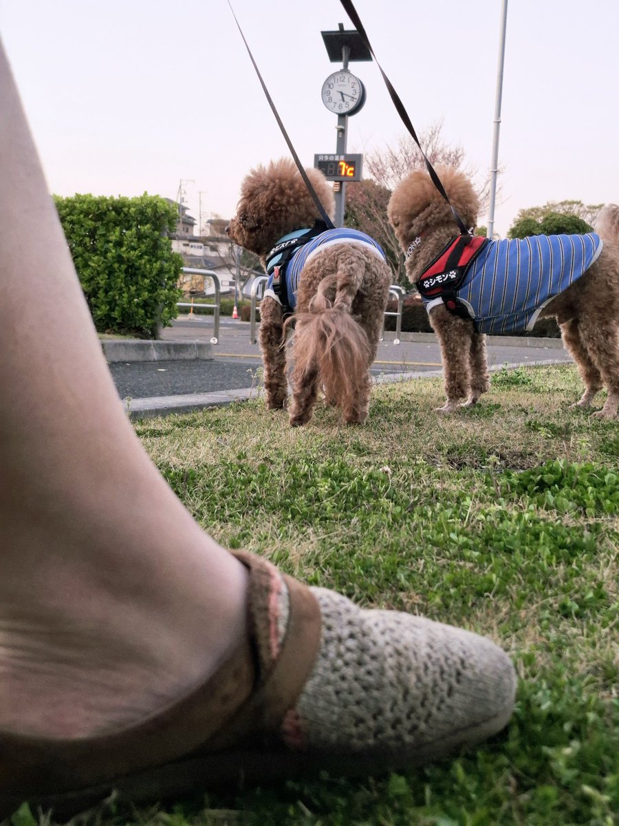 ビスケとシモンと時々アルジ。 tweet media