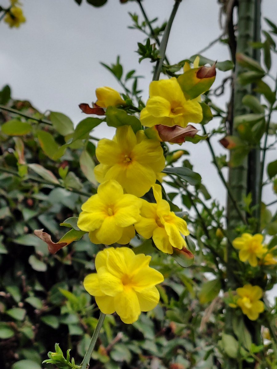 まどか tweet media