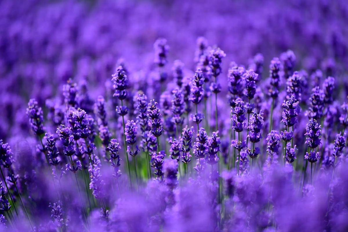 Shafi Muhammod tweet media