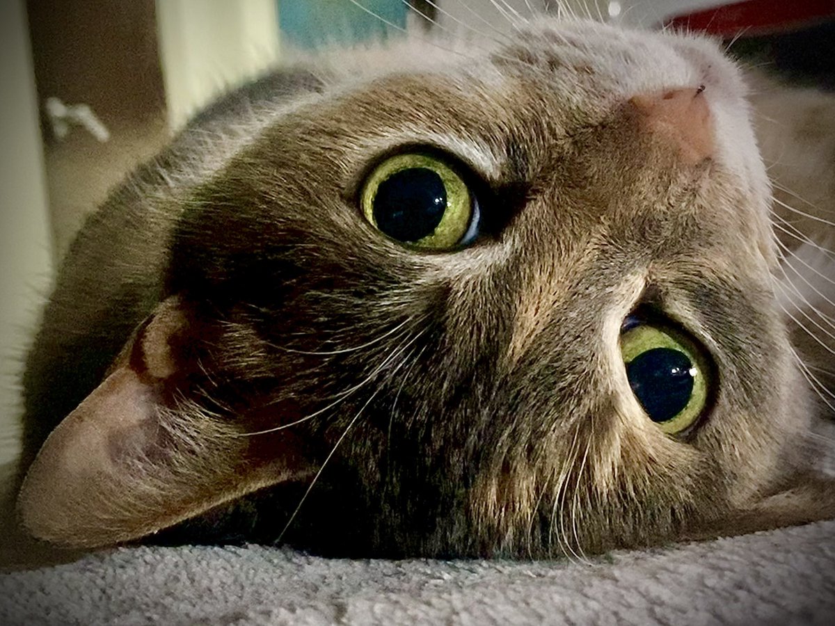 Catalina tweet media