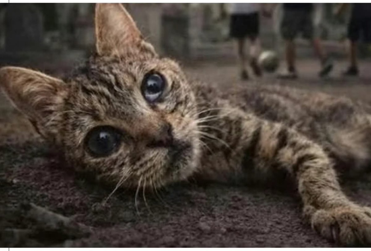 LᎾℬᎯ tweet media