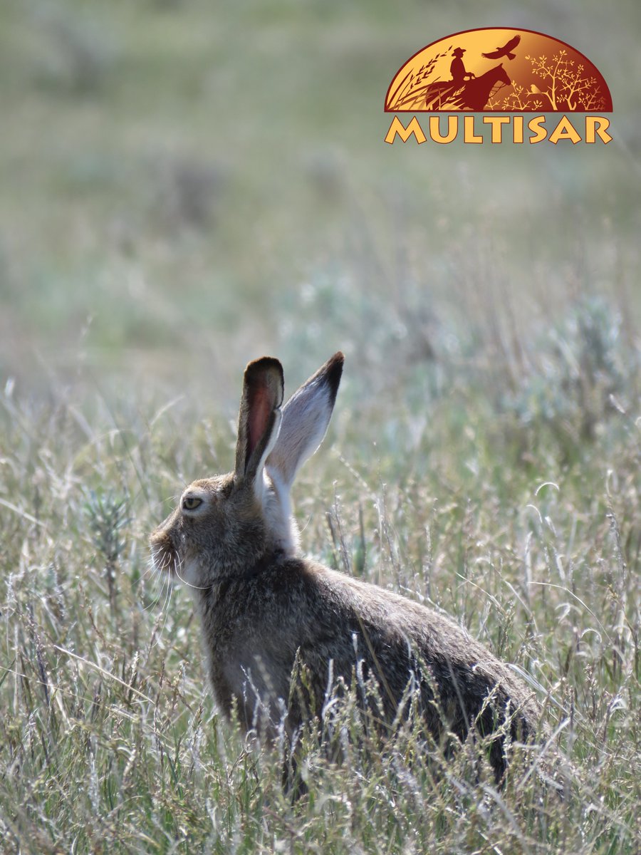 MULTISAR's tweet photo. Think there’s just one Easter Bunny? 🐰
Southern Alberta has two. The Nuttall’s cottontail (rabbit) &amp; the white-tailed jackrabbit (hare).
Different size, speed, and even winter colour, but both built for prairie life. #grasslands #albertawildlife https://t.co/qhoMJJirCz