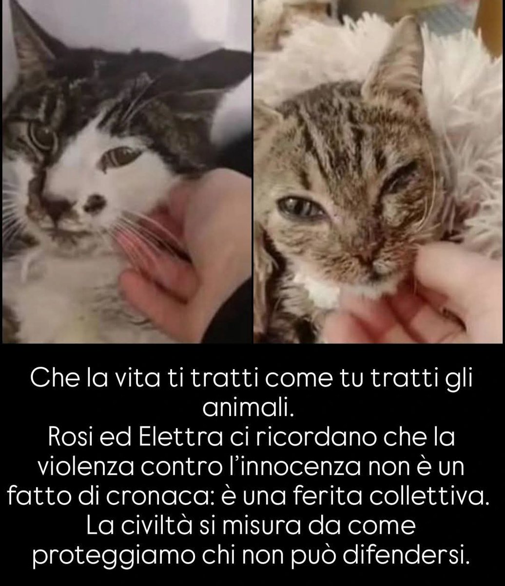 LᎾℬᎯ tweet media