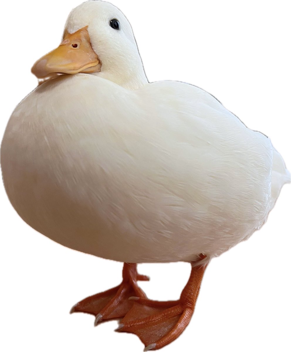 コールダックしろみと従者𓅰 tweet media