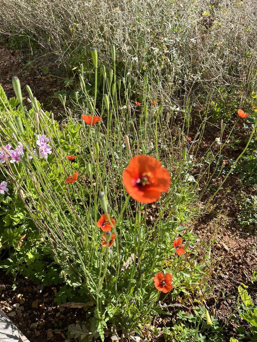 S. D. Tolson tweet media