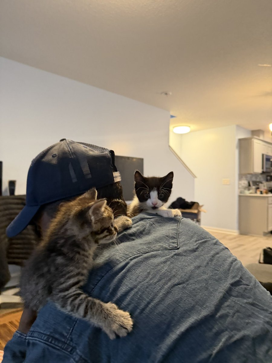 Average Mohamed tweet media