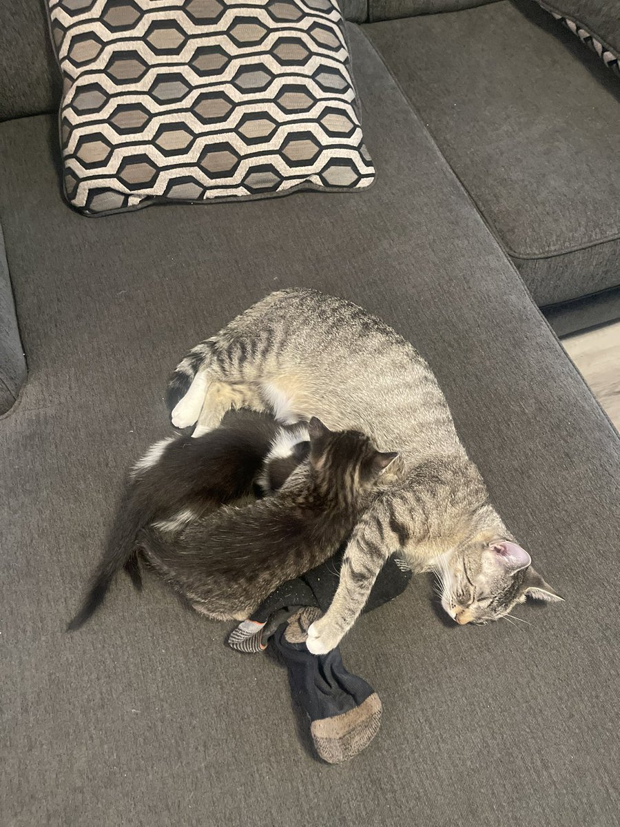 Average Mohamed tweet media