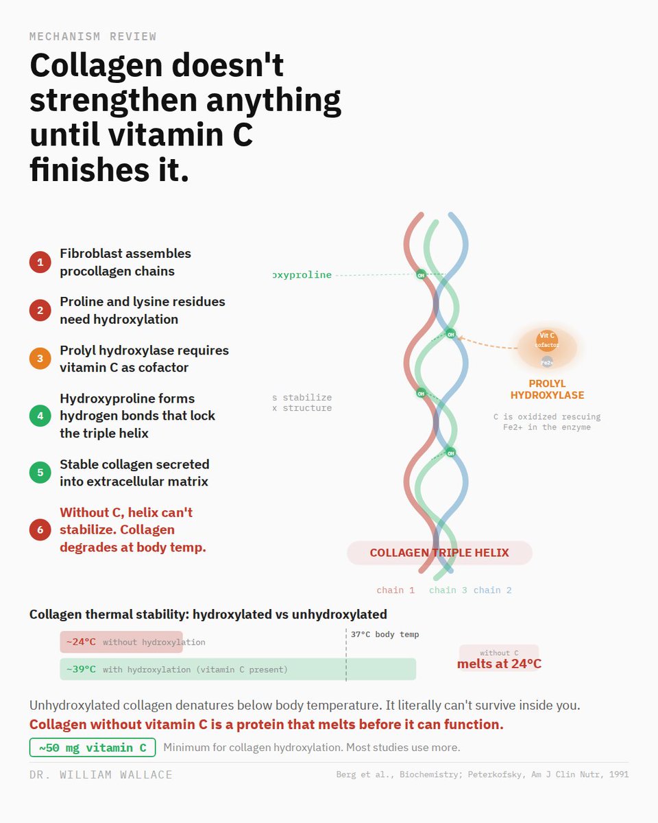 WilliamWallace's tweet photo. Your body makes collagen constantly. But the version it assembles first isn't finished. Before collagen can hold its shape, an enzyme has to modify specific amino acids in the chain. That enzyme needs vitamin C to work.

Here's what vitamin C actually does: it enables the chemical modification (hydroxylation) that allows three collagen chains to lock together into a stable triple helix. Without that modification, the collagen structure is so weak it falls apart below body temperature. Literally. Unhydroxylated collagen melts at about 24°C. Your body runs at 37°C. The only thing keeping your collagen intact at body temperature is the modification that vitamin C makes possible.

This is why scurvy causes bleeding gums, loose teeth, poor wound healing, and joint pain. Your body is still making collagen. It just can't hold together.
Vitamin C isn't recycled in this process. It's consumed each time. Your supply has to be continuously replenished.

Most collagen supplement studies co-administer vitamin C. The ones that don't rarely account for baseline vitamin C status. If you're taking collagen without adequate C, you're supplying the raw material without the tool that finishes it.

Sources: Peterkofsky, Am J Clin Nutr, 1991. Shoulders & Raines, Annu Rev Biochem, 2009