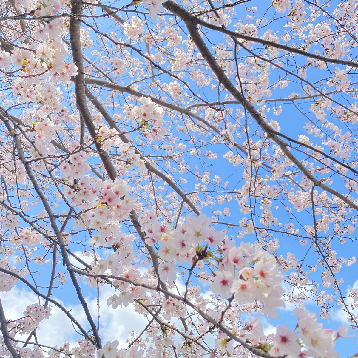 chou🦋 tweet media