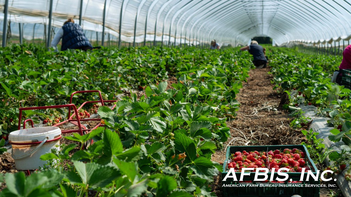 AfbisInc's tweet photo. ⏰ Under 2 weeks to go

The Micro Farm Crop Insurance sales closing date is almost here. 

Don’t wait until it’s too late to protect your operation. https://t.co/SW1vL0TO8d