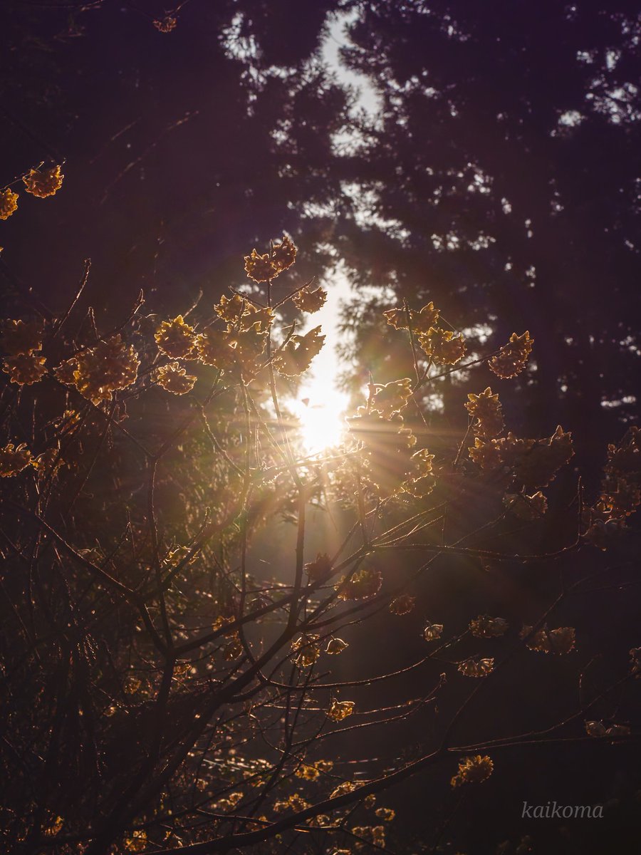 かいこま tweet media