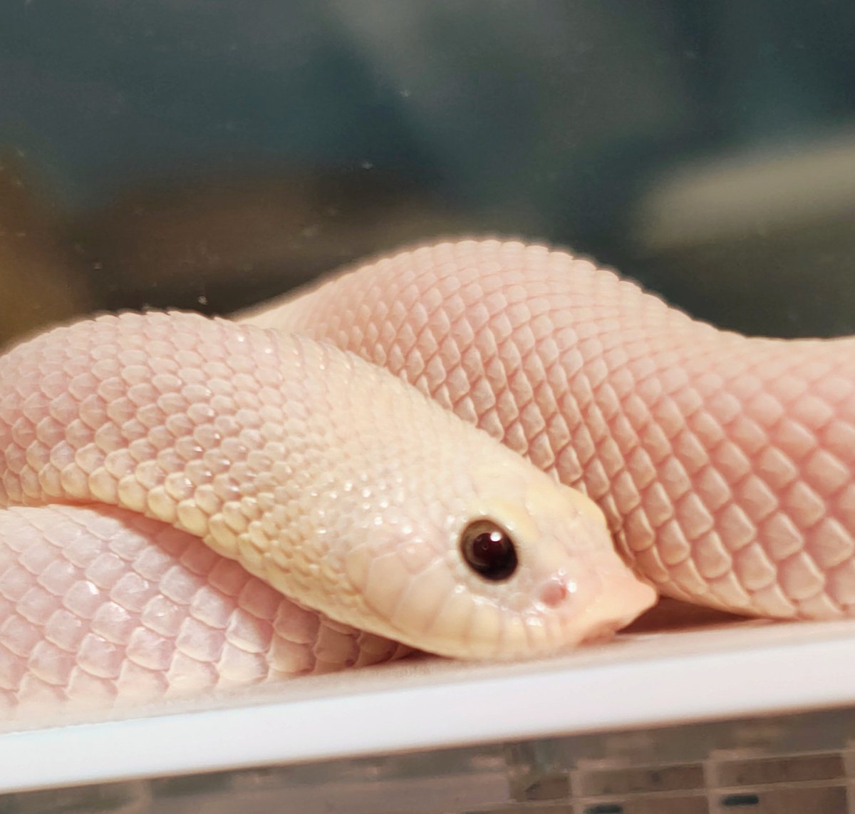 ネコ軍曹R© tweet media